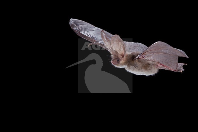 Gewone grootoorvleermuis vliegend, Brown long-eared bat flying stock-image by Agami/Theo Douma,