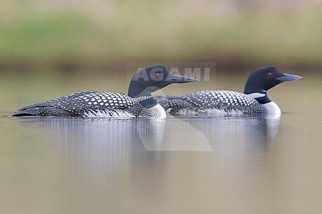 Great Northern Loon  (Gavia immer), couple swimming in a lake stock-image by Agami/Saverio Gatto,