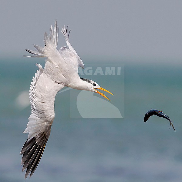 Side view of a West African Crested Tern catching a fish, Gambia stock-image by Agami/Markku Rantala,