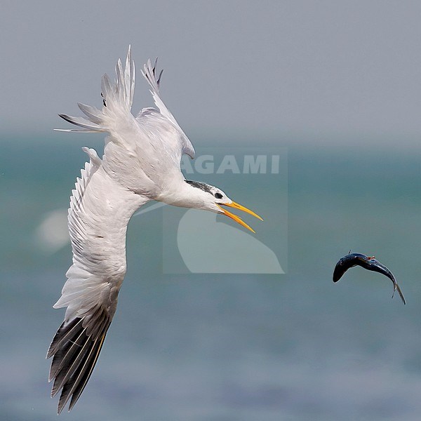Side view of a West African Crested Tern catching a fish, Gambia stock-image by Agami/Markku Rantala,