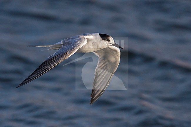 Onvolwassen Visdief in vlucht; Common Tern immature in flight stock-image by Agami/Daniele Occhiato,