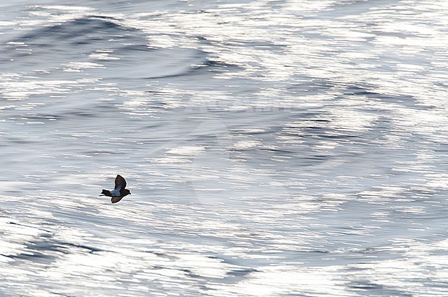 Black-bellied Storm Petrel (Fregetta tropica) flying  low over the southern pacific ocean, south of New Zealand. Photographed with slow shutterspeed. stock-image by Agami/Marc Guyt,