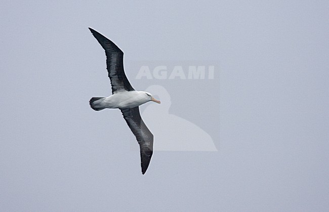 Adult Black-browed Albatross flying above blue sky; volwassen Wenkbrauwalbatros vliegend tegen blauwe lucht stock-image by Agami/Marc Guyt,