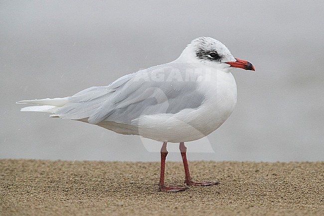 Mediterranean Gull (Ichthyaetus melanocephalus), adult in winter plumage standing on a beach stock-image by Agami/Saverio Gatto,