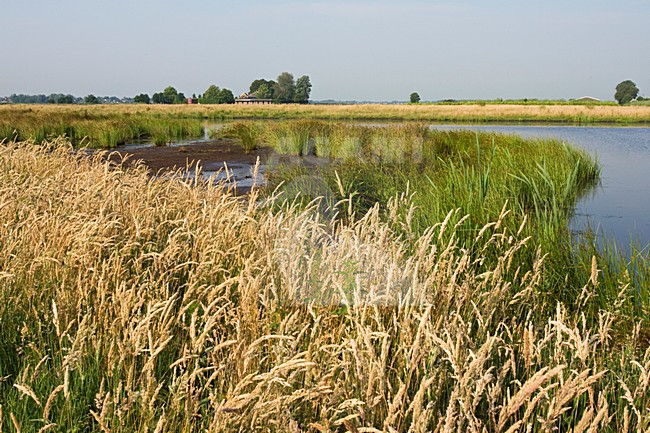 Groene Jonker, Zevenhoven, Netherlands stock-image by Agami/Marc Guyt,