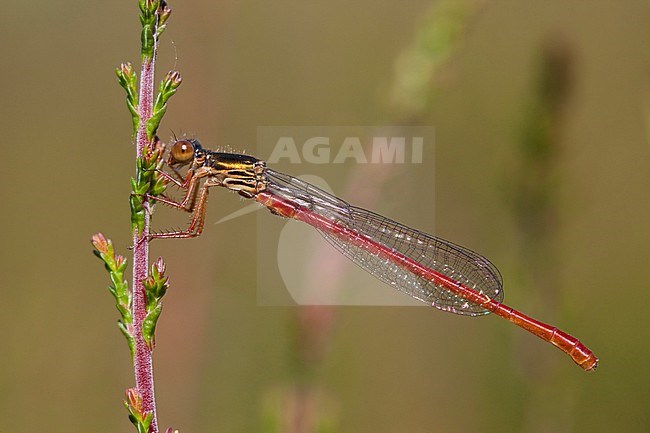 Imago Koraaljuffer; Adult Small Red Damselfly; stock-image by Agami/Fazal Sardar,
