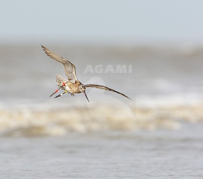 Ringed Bar-tailed Godwit (Limosa lapponica) in flight over the North Sea of the Netherlands. Landing on the beach. stock-image by Agami/Arie Ouwerkerk,