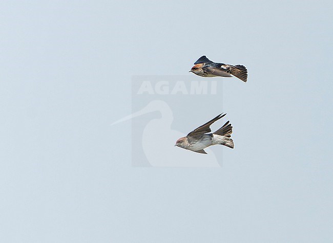Streak-throated Swallow (Petrochelidon fluvicola) in flight in India. stock-image by Agami/Dani Lopez-Velasco,