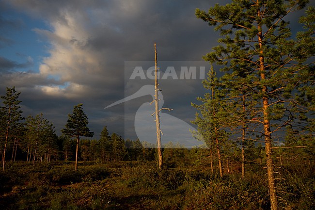 Taiga Finland stock-image by Agami/Menno van Duijn,