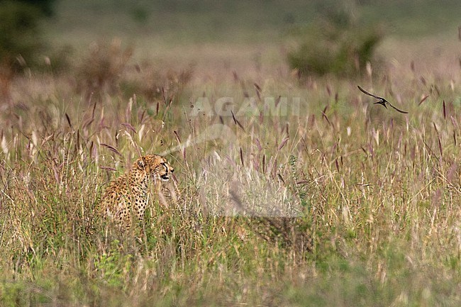 A cheetah, Acynonix jubatus, sitting in the tall grass. Voi, Tsavo, Kenya stock-image by Agami/Sergio Pitamitz,