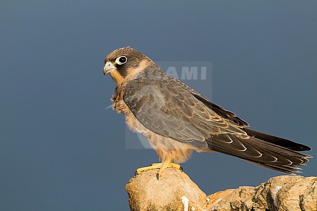 Sooty Falcon - Schieferfalke - Falco concolor, Oman, juvenile stock-image by Agami/Ralph Martin,