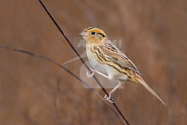 Le Contes Gors, Le Conte's Sparrow stock-image by Agami/Dubi Shapiro,
