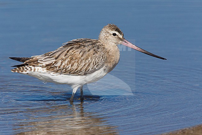 Bar-tailed Godwit (Limosa lapponica), standing in the water, Liwa, Al Batinah, Oman stock-image by Agami/Saverio Gatto,