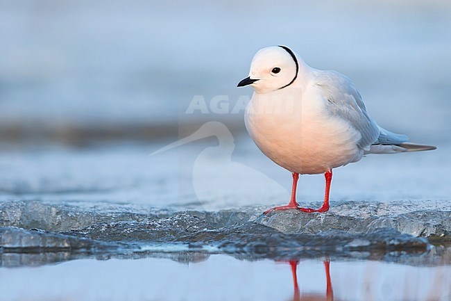Adult Ross's Gull (Rhodostethia rosea ) in breeding plumage standing on ice on the edge of an arctic tundra pond near Barrow in northern Alaska, United States. stock-image by Agami/Dubi Shapiro,