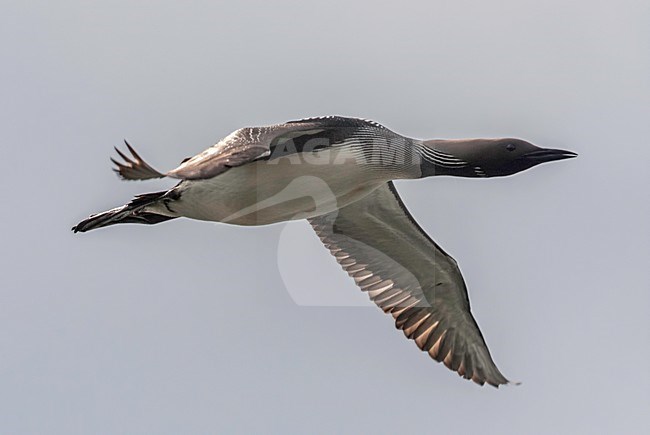 Parelduiker in de vlucht; Black-throated Loon in flight stock-image by Agami/Jari Peltomäki,