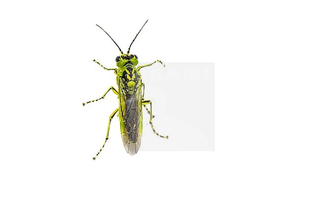 Rhogogaster chlorosoma sawflies stock-image by Agami/Wil Leurs,