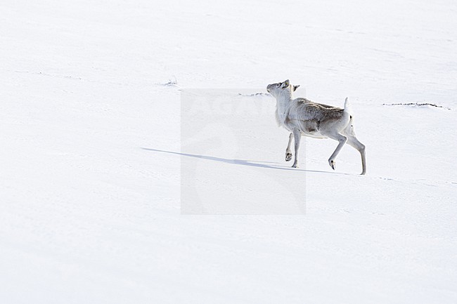  stock-image by Agami/Menno van Duijn,