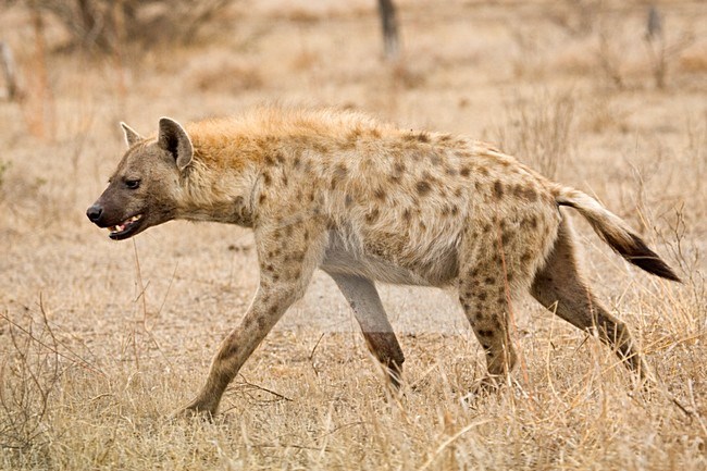 Gevlekte Hyena; Spotted Hyena stock-image by Agami/Marc Guyt,