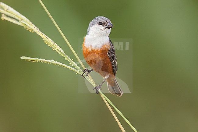 Marsh Seedeater (Sporophila palustris) Perched in grasslands  in Argentina stock-image by Agami/Dubi Shapiro,