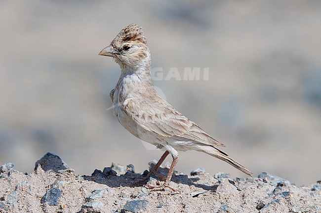 Black-crowned Sparrow-Lark (Eremopterix nigriceps) taken the 25/02/2023 at Masirah Island - Oman. stock-image by Agami/Nicolas Bastide,