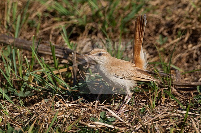 Rosse Waaierstaart, Rufous-tailed Scrub-Robin stock-image by Agami/Karel Mauer,