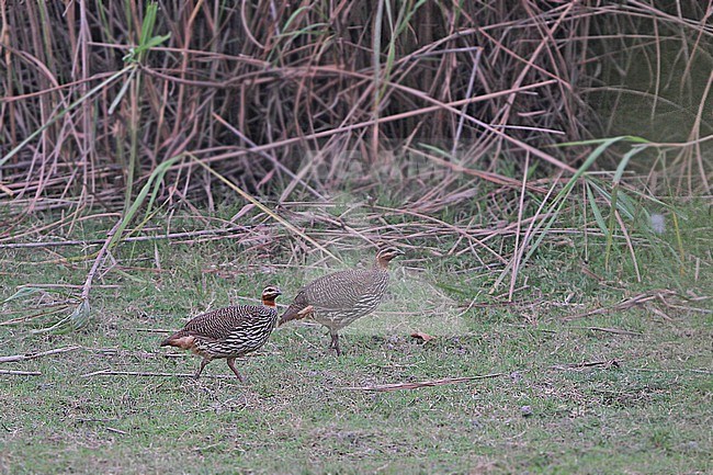 Swamp francolin (Ortygornis gularis), also called swamp partridge, in Northeast-India. Two francolins walking on the ground. stock-image by Agami/James Eaton,
