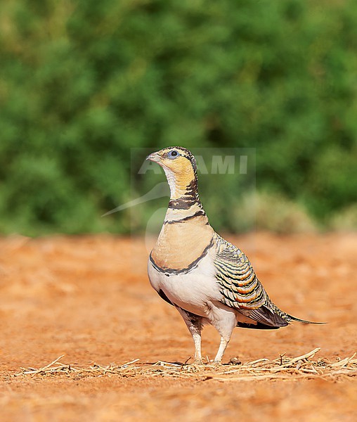 Female Pin-tailed Sandgrouse (Pterocles alchata) in steppes near Belchite in Spain. stock-image by Agami/Marc Guyt,