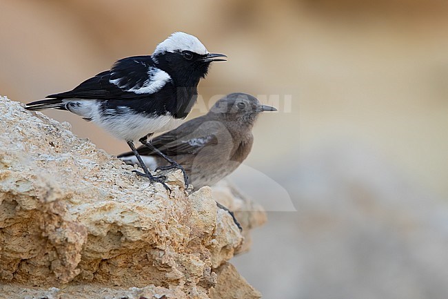 Male and female Mountain Wheatear (Myrmecocichla monticola) perched on a rock in Angola. stock-image by Agami/Dubi Shapiro,