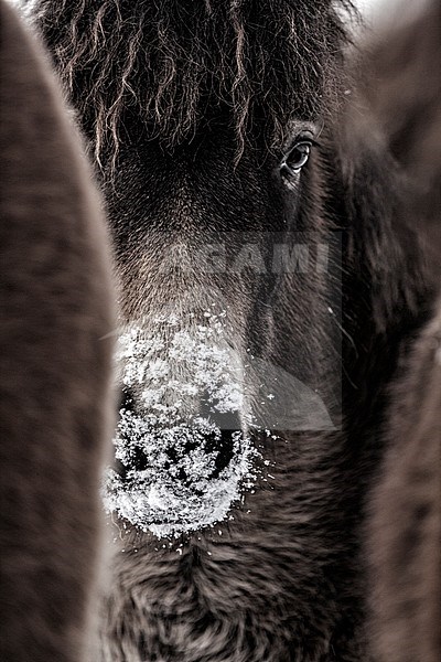 Exmoorpony, Exmoorpony stock-image by Agami/Wil Leurs,