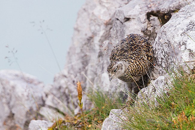 Rock Ptarmigan - Alpenschneehuhn - Lagopus muta ssp. helvetica, Germany, chick stock-image by Agami/Ralph Martin,