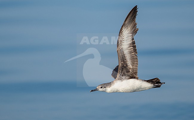 Persian Shearwater (Puffinus persicus) is a common bird along the Omani coast line stock-image by Agami/Eduard Sangster,