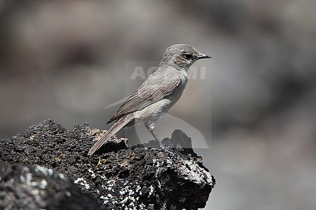 Sombre Rock Chat (Oenanthe dubia) adult perched on lava in central Ethiopia. This very local and poorly known species is categorized as Data Deficient by BirdLife International. stock-image by Agami/Andy & Gill Swash ,