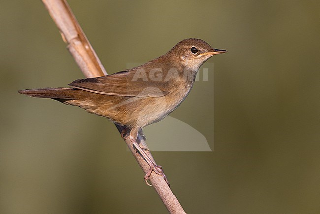 Savi's Warbler, Locustella luscinioides, in Italy. Perched on a twig. stock-image by Agami/Daniele Occhiato,