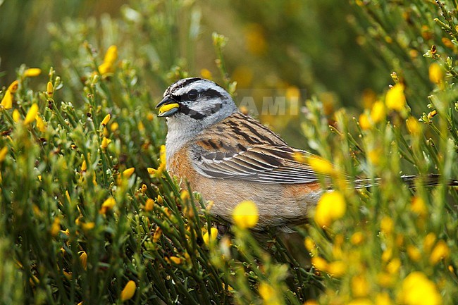Adult male Rock Bunting (Emberiza cia) in spring in Ávila in Spain. Male foraging on small yellow flowers. stock-image by Agami/Oscar Díez,