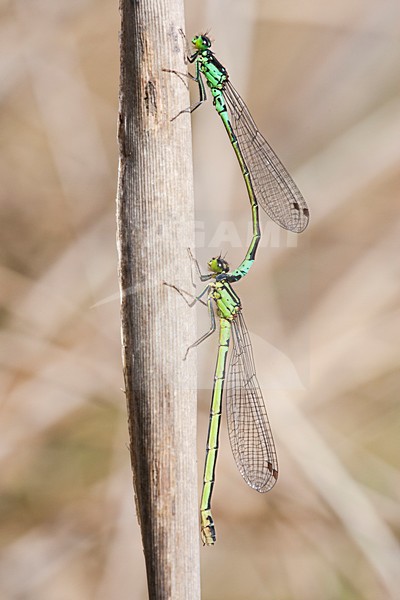Donkere waterjuffers parend, Coenagrion armatum pair mating stock-image by Agami/Wil Leurs,