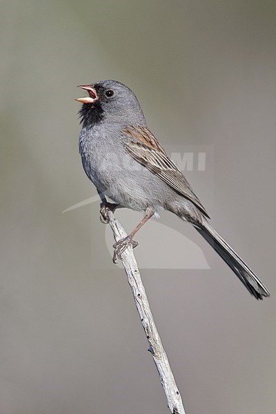 Adult male 
San Diego Co., CA 
April 2010 stock-image by Agami/Brian E Small,