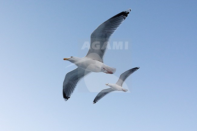 Two seagulls in flight. Svolvaer, Lofoten Islands, Nordland, Norway. stock-image by Agami/Sergio Pitamitz,