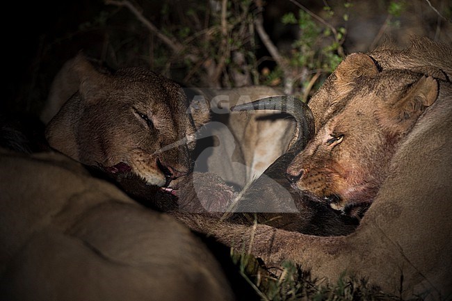 Lions, Panthera leo, feeding on a wildebeest carcass at night. Okavango Delta, Botswana. stock-image by Agami/Sergio Pitamitz,