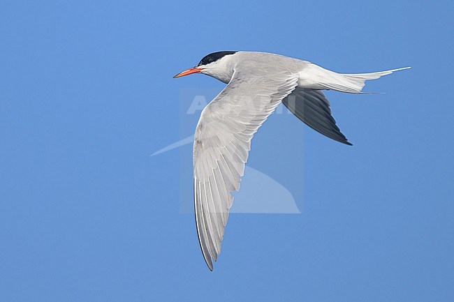 Common tern (Sterna hirundo), in flight, with the sky as background. stock-image by Agami/Sylvain Reyt,
