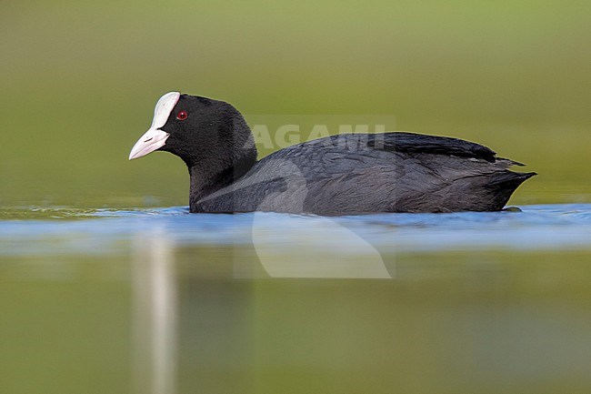 Eurasian Coot (Fulica atra), side view of an adult swimming Campania, Italy stock-image by Agami/Saverio Gatto,