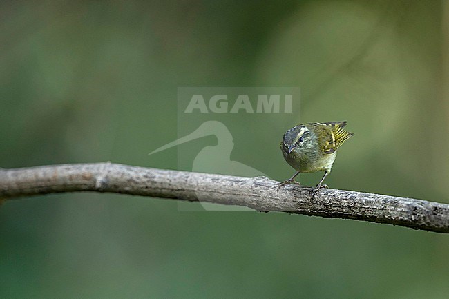 A Buff-barred Warbler (Phylloscopus pulcher) perching on a branch, photographed from front stock-image by Agami/Mathias Putze,