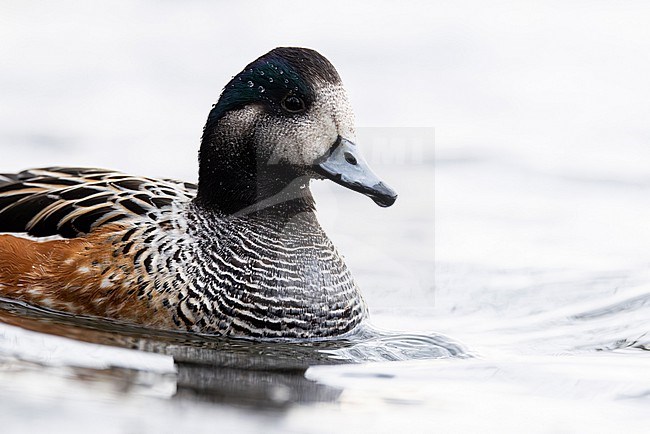 Swimming adult Chiloe Wigeon (Mareca sibilatrix) stock-image by Agami/Mathias Putze,