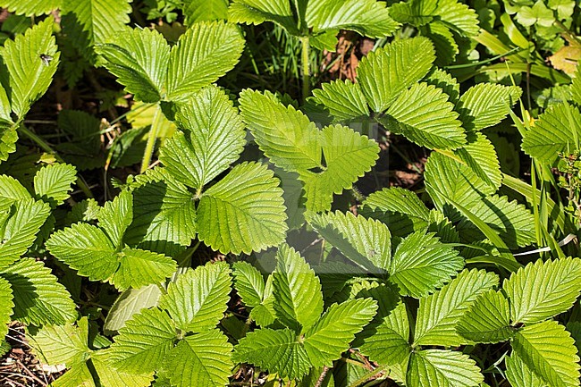 Hautbois Strawberry	 leaves stock-image by Agami/Wil Leurs,