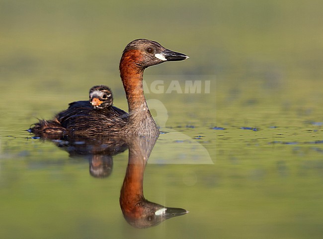Adult Little Grebe (Tachybaptus ruficollis ruficollis) swimming on a lake in Germany together with a small chick. stock-image by Agami/Ralph Martin,