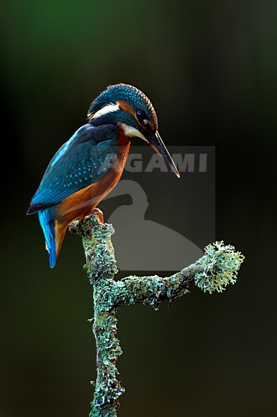 IJsvogel zittend op tak, Common Kingfisher perched on a branch stock-image by Agami/Danny Green,