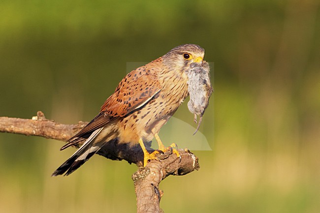 Torenvalk mannetje met prooi; Common Kestrel male with prey stock-image by Agami/Jari Peltomäki,