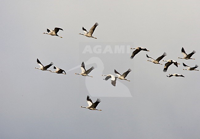Kraanvogel groep vliegend; Common Crane group flying stock-image by Agami/Roy de Haas,