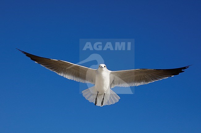 Lachmeeuw; Laughing Gull; stock-image by Agami/Chris van Rijswijk,