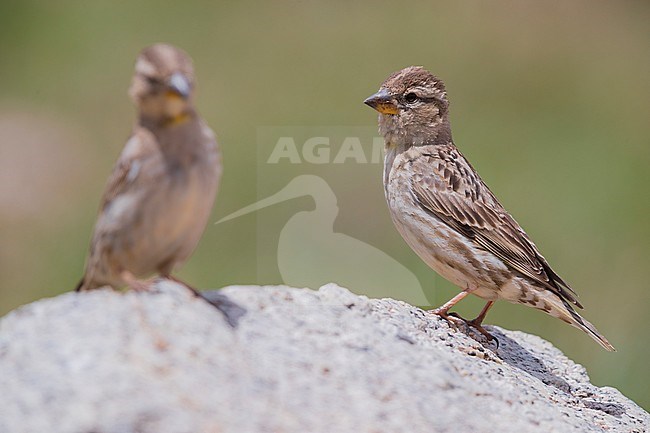 Rock Sparrow (Petronia petronia barbara), two adults standing on a stone stock-image by Agami/Saverio Gatto,