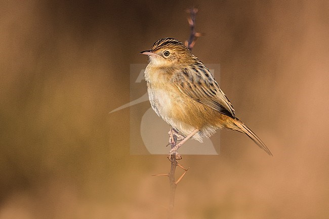 Zitting Cisticola (Cisticola juncidis) in winter and perched on a branch stock-image by Agami/Daniele Occhiato,